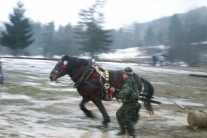 Konie wyszły z mgły – I Karnawał Furmański już za nami - zdjęcie32