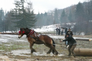 Konie wyszły z mgły – I Karnawał Furmański już za nami - zdjęcie30