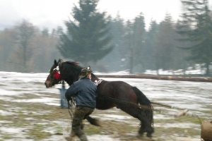 Konie wyszły z mgły – I Karnawał Furmański już za nami - zdjęcie29
