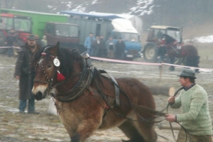 Konie wyszły z mgły – I Karnawał Furmański już za nami - zdjęcie40