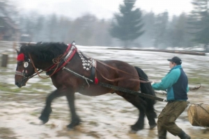 Konie wyszły z mgły – I Karnawał Furmański już za nami - zdjęcie39