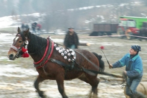 Konie wyszły z mgły – I Karnawał Furmański już za nami - zdjęcie36