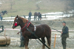 Konie wyszły z mgły – I Karnawał Furmański już za nami - zdjęcie35