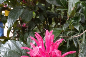 egzotyczny kwiat w Palmiarni