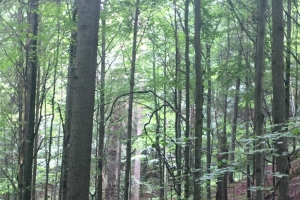 W tajemniczym lesie - zdjęcie8